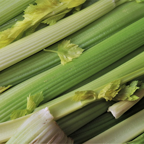 Celery