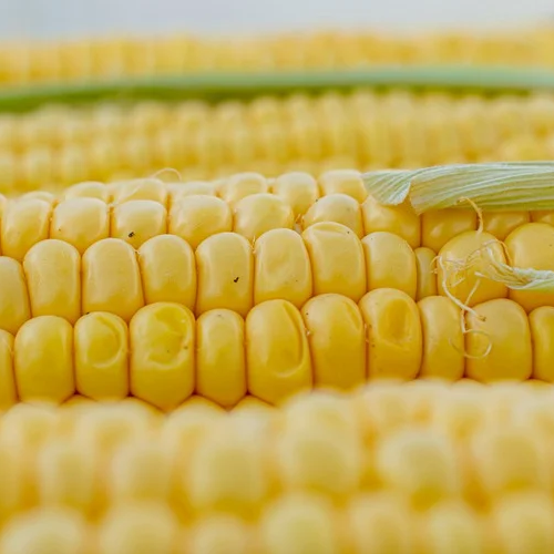 Close up of corn on the cob